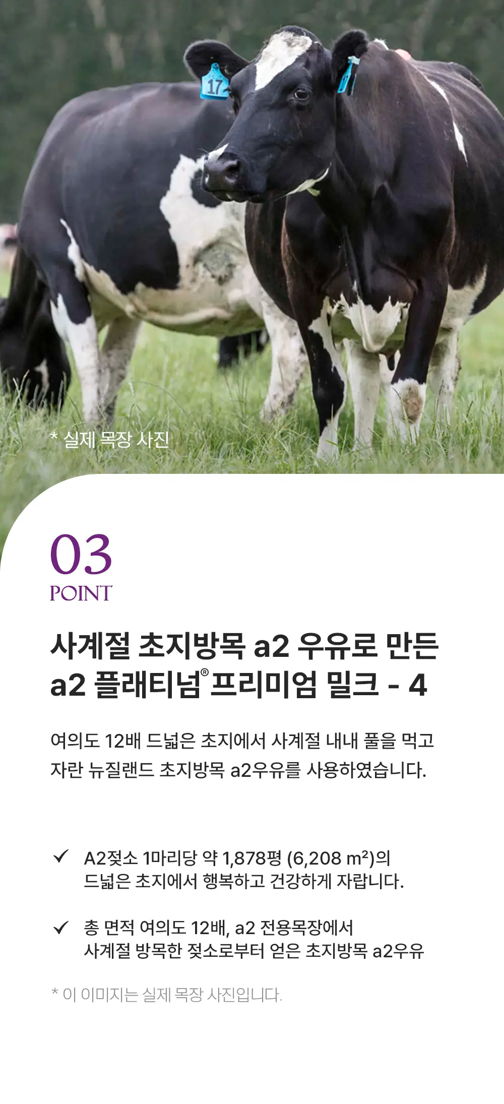 [김태희pick]뉴오리진 a2플래티넘 분유 4단계 900g 1캔 상세페이지 6